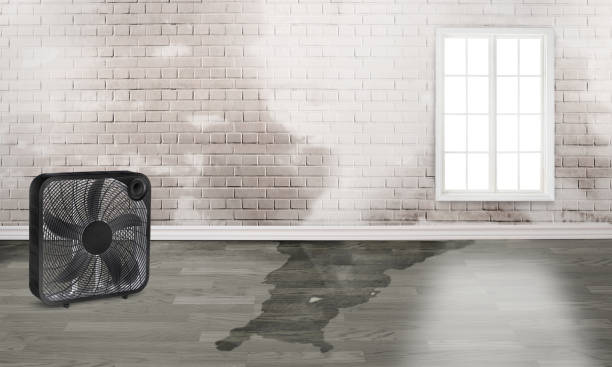 Best Water damage restoration specialists  in Shady Hills, FL